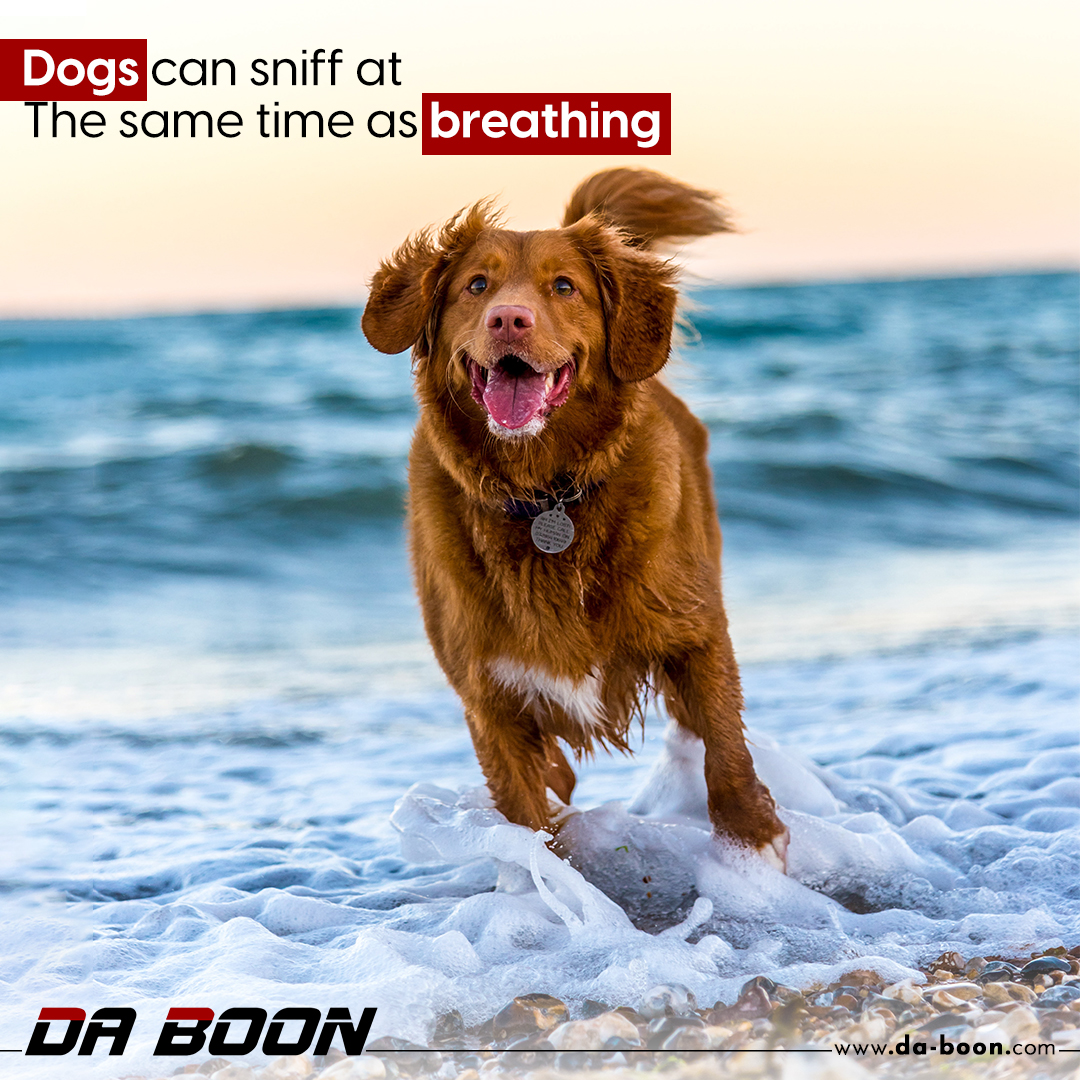 Da Boon — pet-fact social post